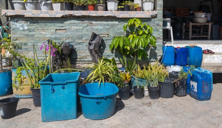 hardy plants for pots for outdoors