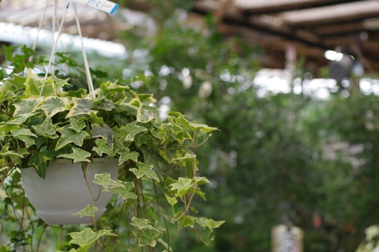 air purifying hanging plants