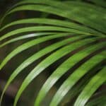 areca palm air cleaner