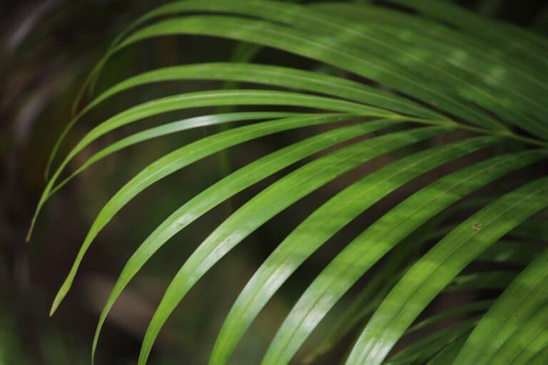 areca palm air cleaner