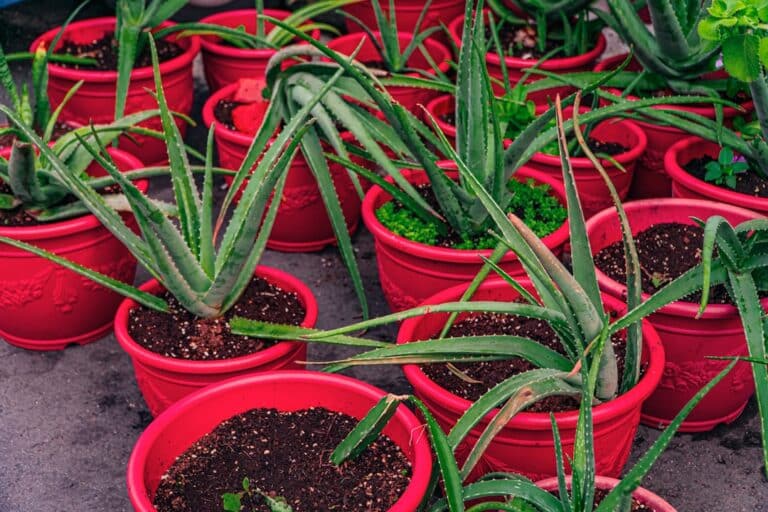 aloe vera plant indoors