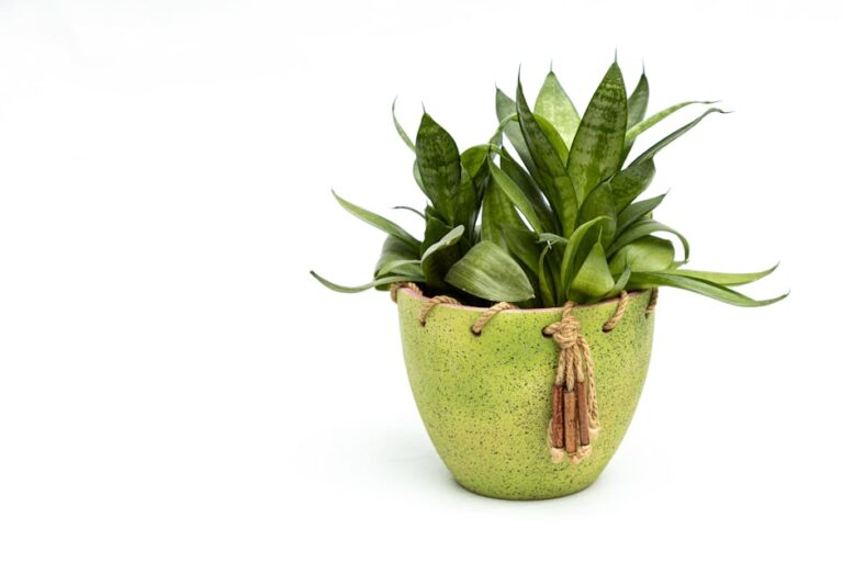 snake plant low maintenance