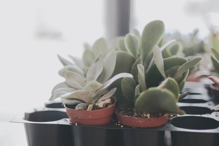 succulent care for beginners