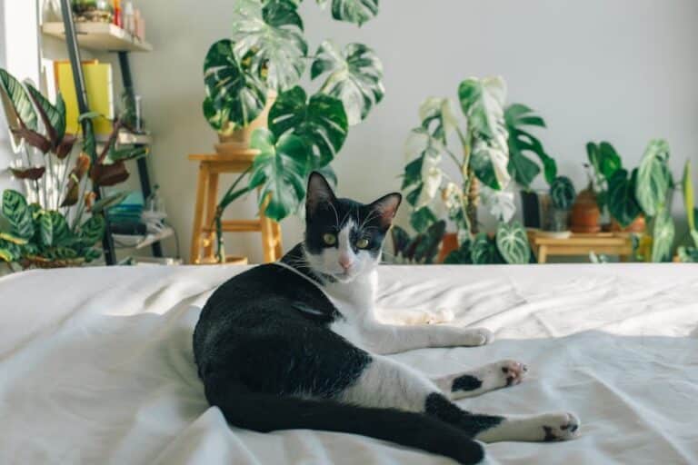 big plants safe for cats