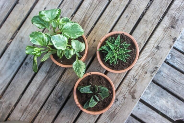 easy care houseplants beginners