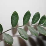 zz plant air purifying succulent