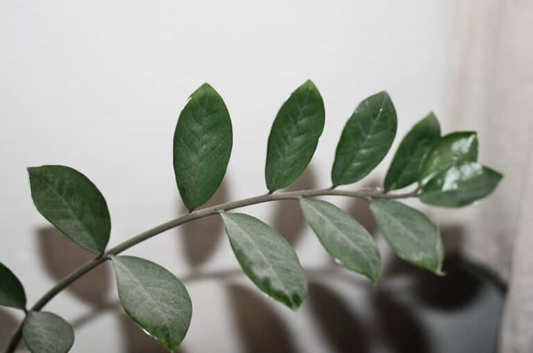zz plant air purifying succulent