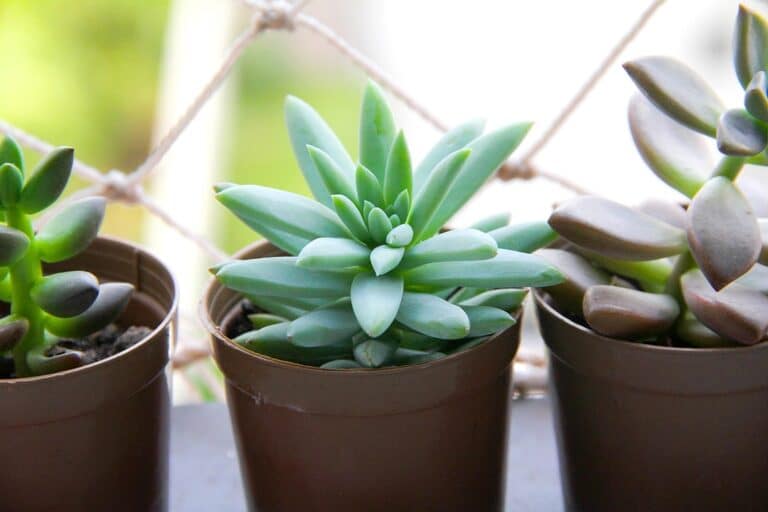 beginner succulent care