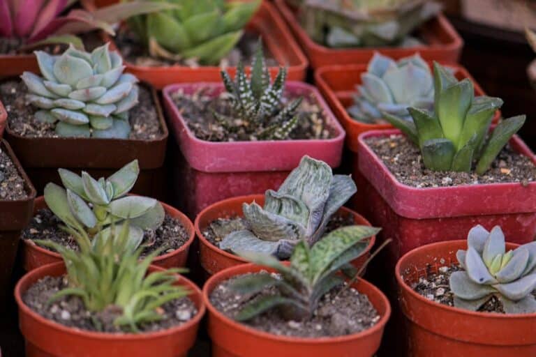 indoor small flower pots