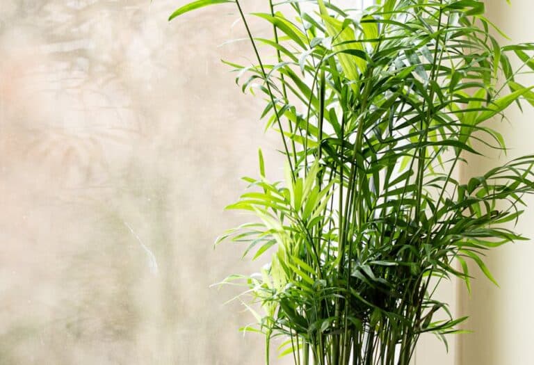 best air filtering houseplants according to nasa