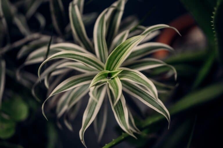 spider plants care
