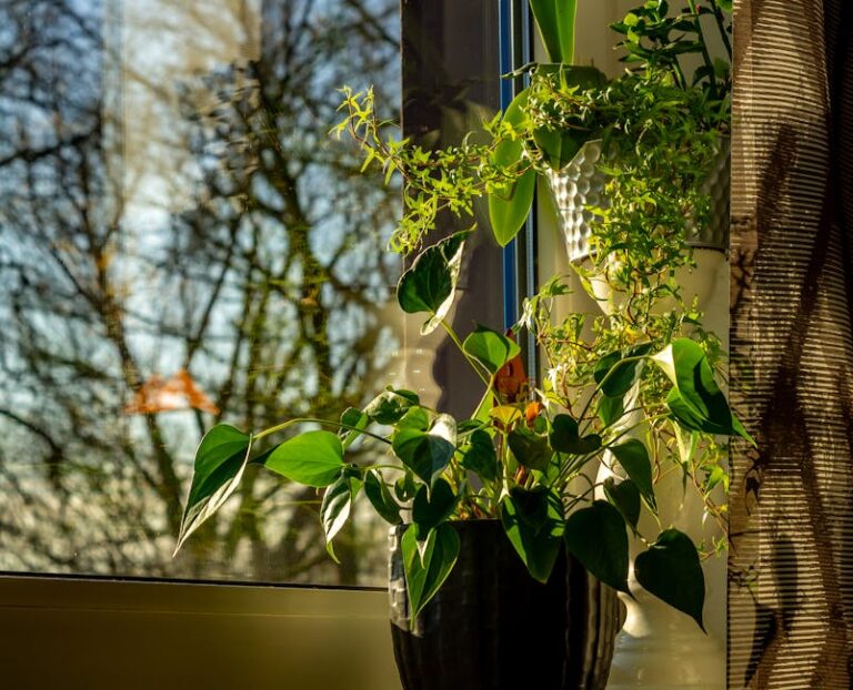 plants combat indoor chemical fumes