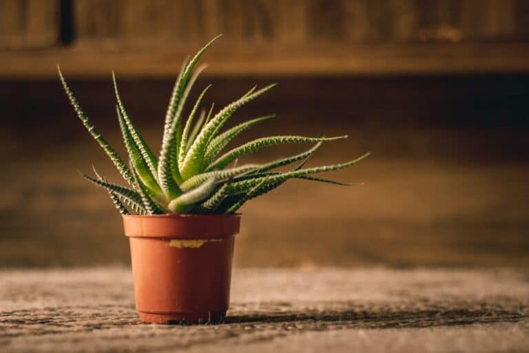 succulent air purifier