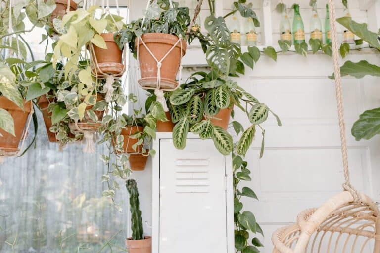 adhesive hooks for plants