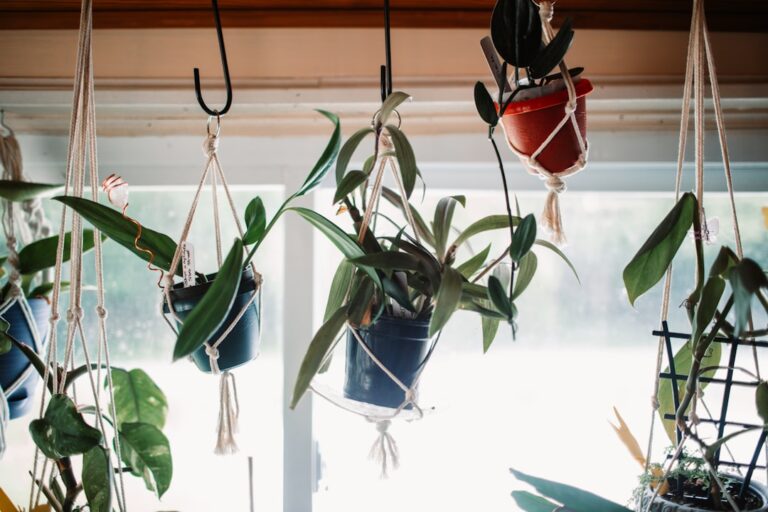 ceiling hooks for plants