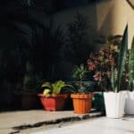 low maintenance potted plants