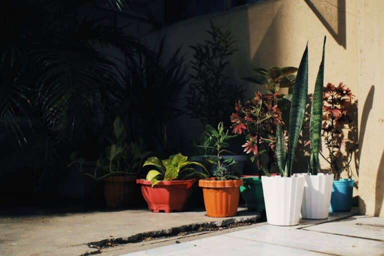low maintenance potted plants