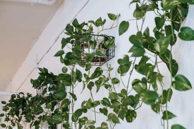 diy hanging indoor planter