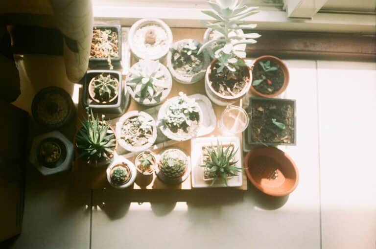 indoor succulent planters small