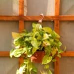 hanging pothos plant holders