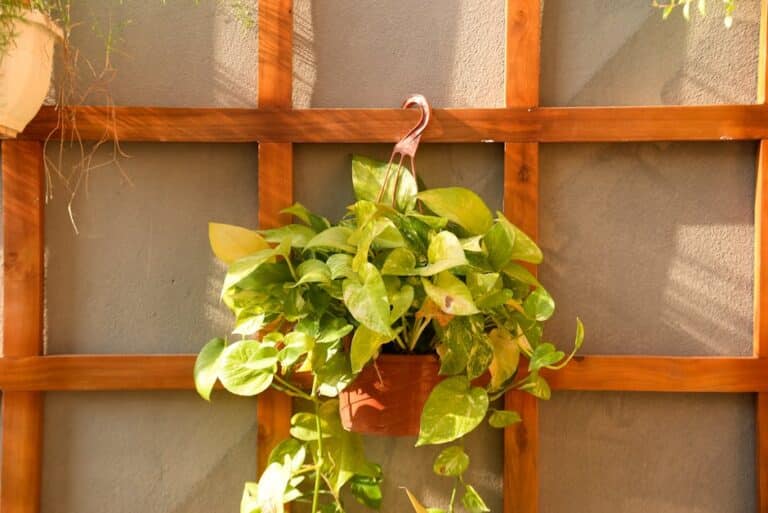 hanging pothos plant holders