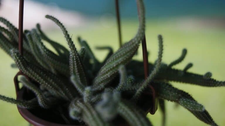 fishbone cactus hanging