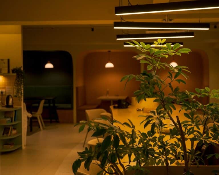 easy maintenance plants indoor