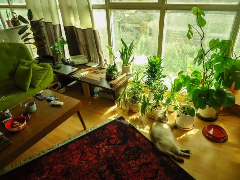 big house plants safe for cats