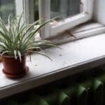 spider plant care in winter