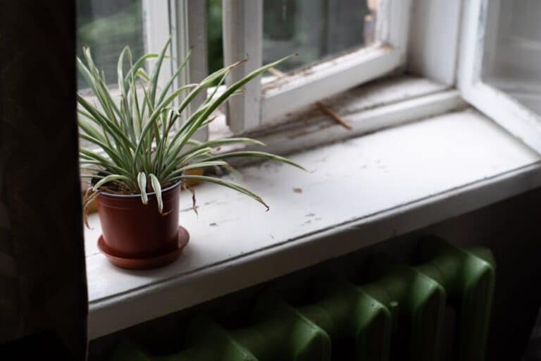 spider plant care in winter